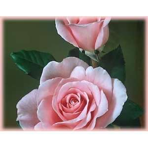  Sweet Surrender (Rosa Hybrid Tea)   Bare Root Rose: Patio 