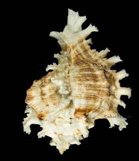   ramosus 153.4mm F+++ BIG AWESOME Philippines Seashells  