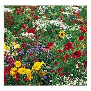  Midwest Wildflower Seed Mix Patio, Lawn & Garden