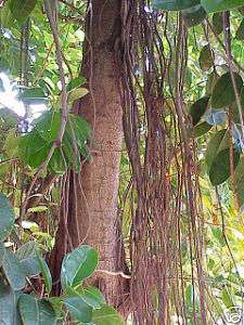 500 Ficus Elastica Decora INDIAN RUBBER TREE seeds  