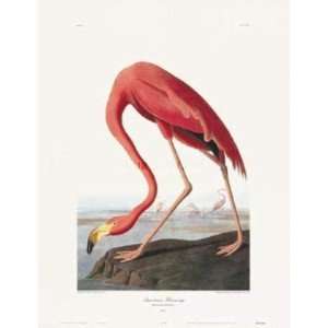  American Flamingo   J.J. Audubon 23x30