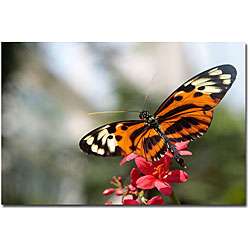 Cary Hahn Tropical Butterfly Gallery wrapped Canvas Art  Overstock 