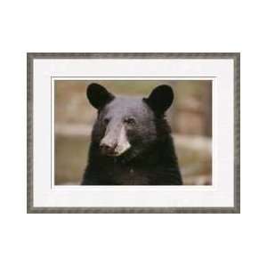  Great Bear Adventure In Coram Framed Giclee Print