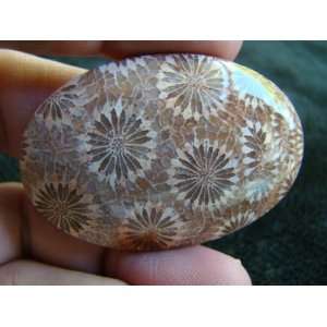   Coral Fossil Agate Flower Oval Cabochon Cute  