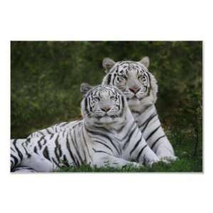  White phase, Bengal Tiger, Tigris Print