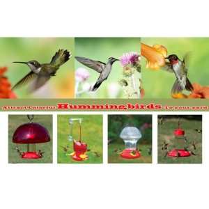 Attract Colorful Hummingbirds To Your Yard   Personalized Pre designed 