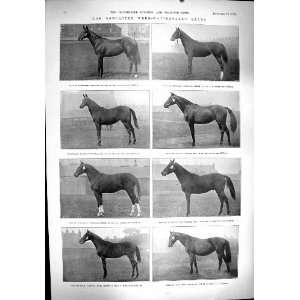  1900 Sport Doncaster Horse Racing Simonia Tragedy Mimi 