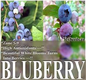   Blueberry Plant Seeds BULK SEEDS ornamental edible ~ 6 VARIETIES