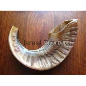  Rams Horn Kosher Authentic Shofar Natural Jewish 12 inch 