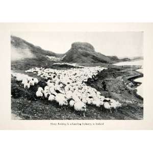  1930 Print Iceland Sheep Herd Wool Flock Shepherd Field 