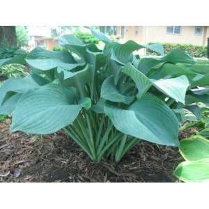   GIANT BLUE/GREEN HOSTA SEEDS ** LOW COVERAGE #1075 Patio, Lawn