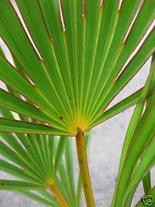 YellowBranch Latania Lontaroides Beautiful Palm 15Tall  