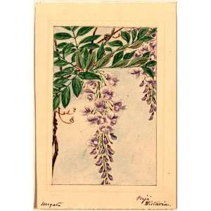 187  Japanese Print . Wisteria vine with leaves and blossoms / Megata 