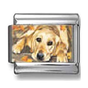 Golden Retriever Dog Photo Italian Charm