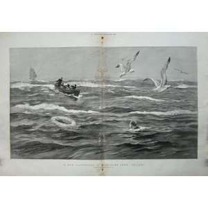   : Man Overboard Southern Seas 1892 Seagull Birds Boat: Home & Kitchen