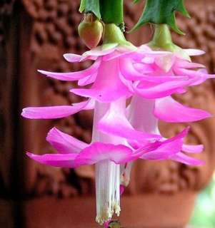 Hirts Pink Christmas Cactus Plant   Zygocactus   4 Pot  