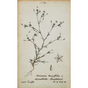  1826 Arenaria Tenuifolia Sandwort Botanical Color Print 