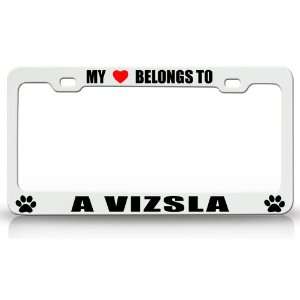 MY HEART BELONGS TO A VIZSLA Dog Pet Steel Metal Auto License Plate 