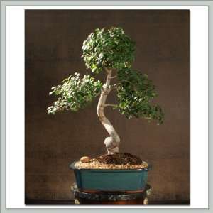 Chinese Elm Bonsai Tree I  Grocery & Gourmet Food