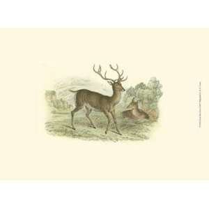 Petite Red Deer by W.h. Lizars 13x10 
