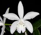 Cattleya intermedia alba. A rarely seen colour form.