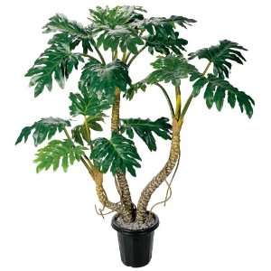  Philodendron Silk Tree 4.5 ft