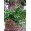 Tropica   Bunya   Bunya Baum (Araucaria bidwilii Hook.)   3 Samen