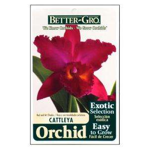 Better Gro Red Cattleya Packaged Orchid 20322  
