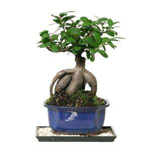 Brussels Bonsai Gensing Grafted Ficus (Indoor) CT 7012GMF at The Home 