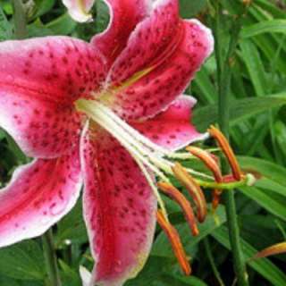   Stargazer Oriental Lily Plant L865CL 