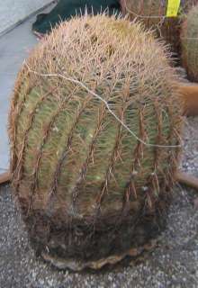Ferocactus cylindraceus Fire Barrel XLG1 Cactus Too Heavy Pick Up Only 