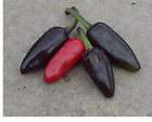 Vegetable   Chili / Chilli Pepper   Black Pequin   10 Seeds Unusual