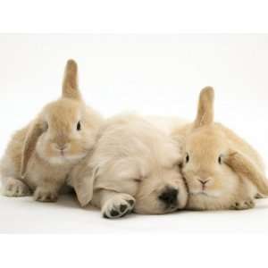 : Golden Retriever Puppy Sleeping Between Two Young Sandy Lop Rabbits 