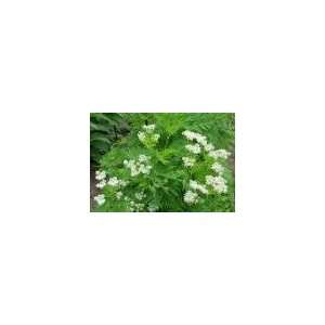  Anise Herb Seed   1oz Seed Packet Patio, Lawn & Garden