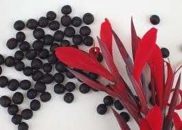 Red Wisper Indica Canna Lily Seeds  