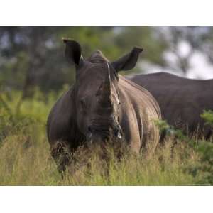 White Rhino (Ceratotherium Simum), Kruger National Park, South Africa 