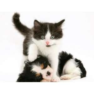  Black And White Kitten Walking Over Sleeping Cavalier King Charles 