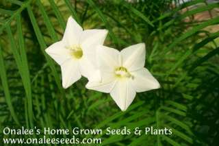24+ WHITE Cypress (Hummingbird) Vine Seeds , Ipomoea  