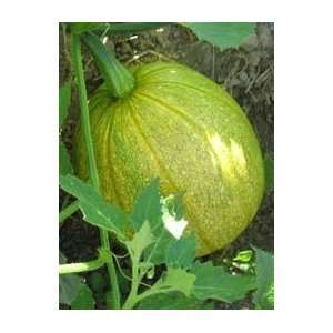    Tatume Summer Squash Seed   By The Pound Patio, Lawn & Garden