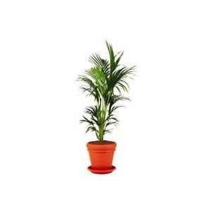  Kentia Palm   Single Tree   5 Feet Tall: Patio, Lawn 