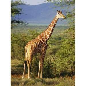  Giraffe, Samburu National Reserve, Kenya Premium 