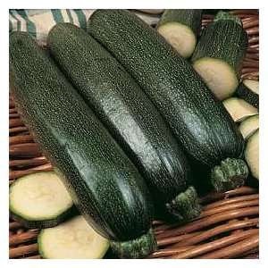  Summer Squash Midnight Vegetable Seeds Patio, Lawn 