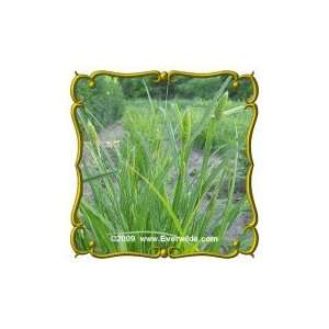   typhina) Jumbo Wild Grass Seed Packet (200) Patio, Lawn & Garden