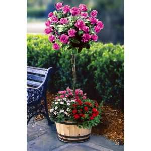  Angel Face Tree Rose By Collections Etc Patio, Lawn 
