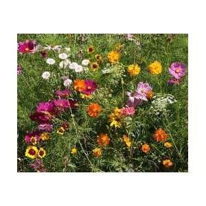  Todds Seeds   WildFlower Seeds   Cut Flower Mix Seed 